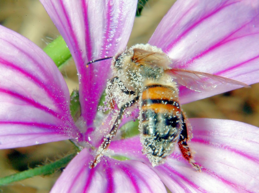Macrofotografia, che passione!